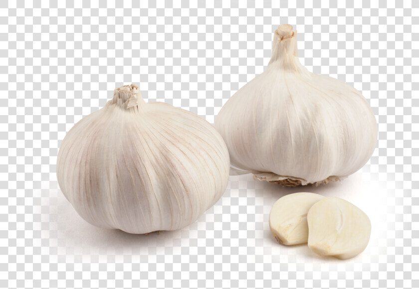 Inicio Ajo Blanco Elephant Garlic   Elephant Garlic  HD Png DownloadTransparent PNG