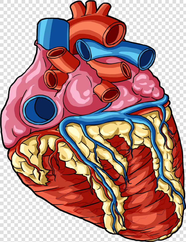 Transparent Human Body Png   Transparent Heart Human Body Parts  Png DownloadTransparent PNG