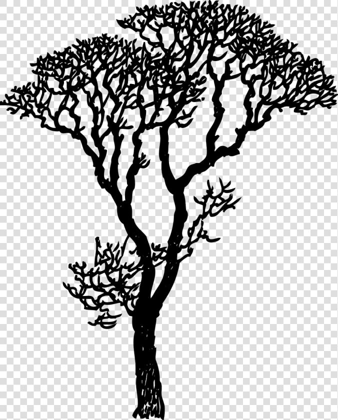 Transparent Tall Pine Tree Silhouette Png   Drawing Trees  Png DownloadTransparent PNG