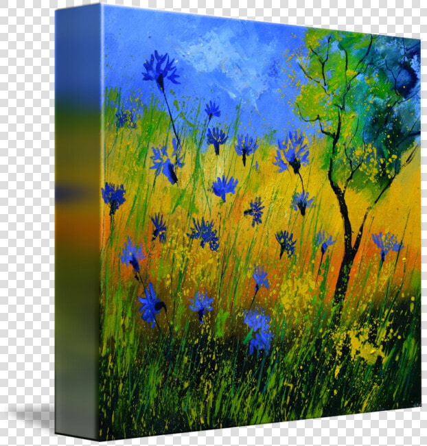 Cornflower Drawing Meadow Flower   Jasione Montana  HD Png DownloadTransparent PNG