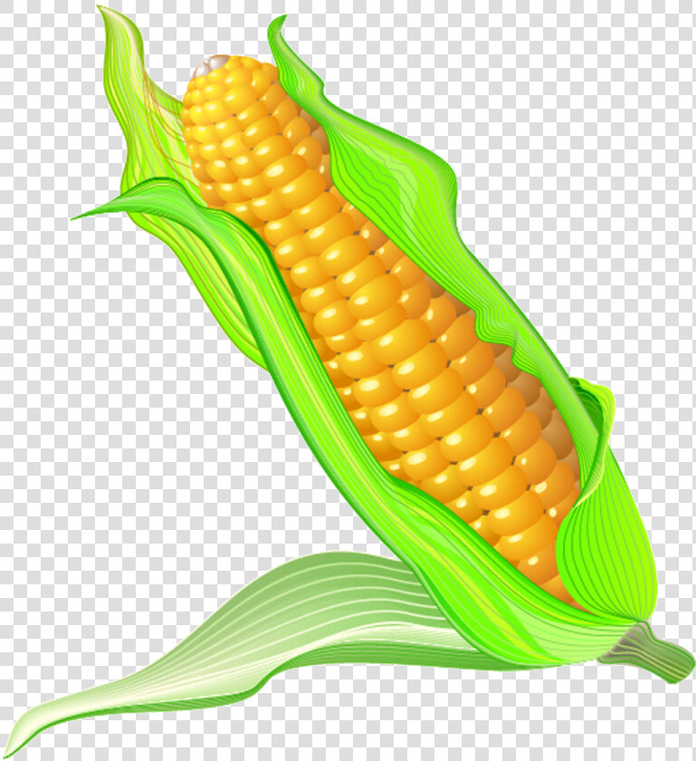 On The Cob Cartoon Transprent Png Free   Maize Cartoon  Transparent PngTransparent PNG