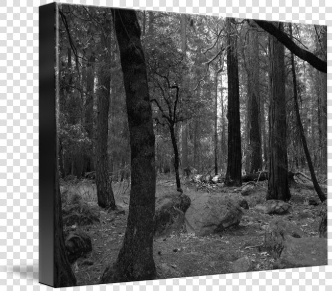Forrest Drawing Forest Landscape  HD Png DownloadTransparent PNG