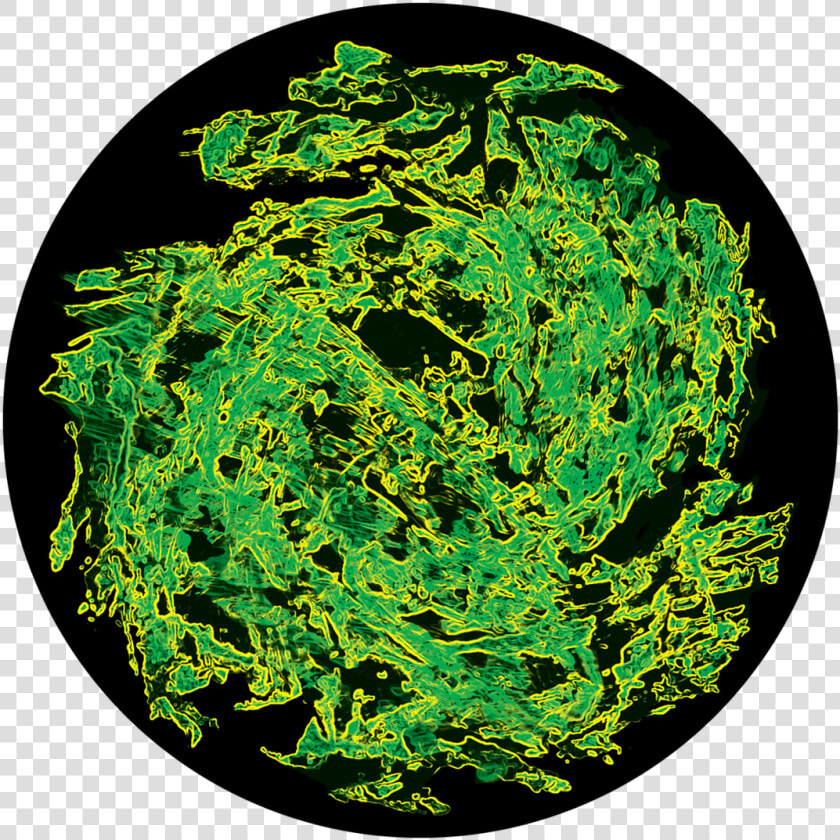 Apollo Swamp Organism   Circle  HD Png DownloadTransparent PNG