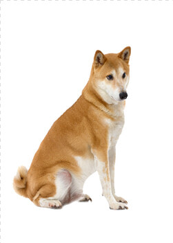 Shiba Inu   Hokkaido  HD Png DownloadTransparent PNG
