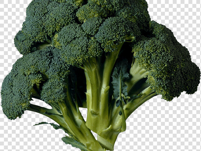 Transparent Kale Clipart   Kale Translated To Arabic  HD Png DownloadTransparent PNG