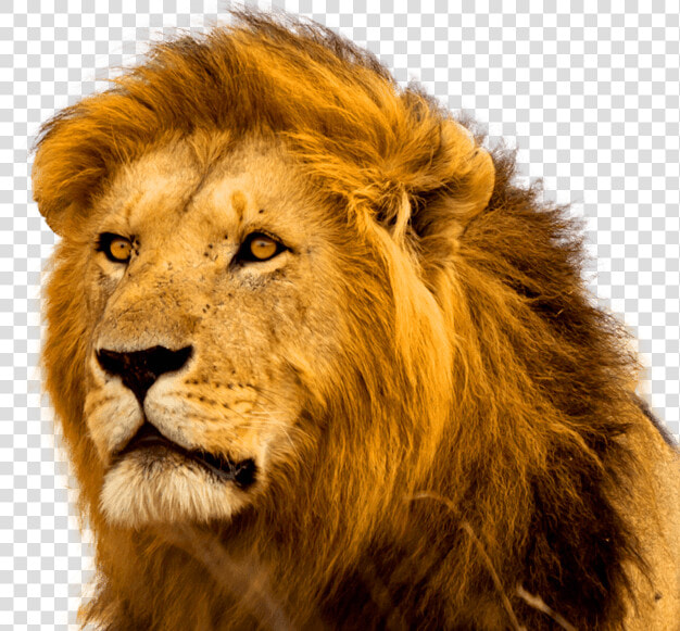 Angry Lion Pic 3d  HD Png DownloadTransparent PNG