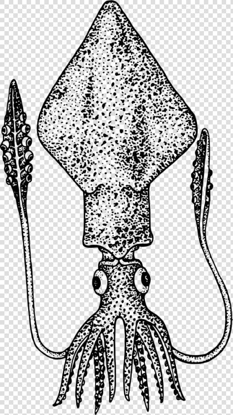 Squid   Colossal Squid Clipart  HD Png DownloadTransparent PNG