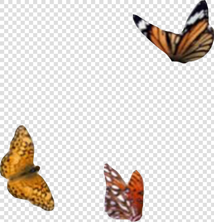  png  aesthetic  moodboard  filler  butterfly  monarch   Moodboard Png  Transparent PngTransparent PNG