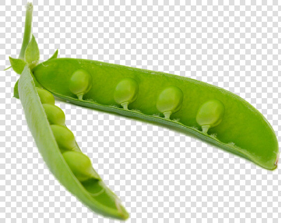 Pea Png Background   Pea Pod Transparent  Png DownloadTransparent PNG