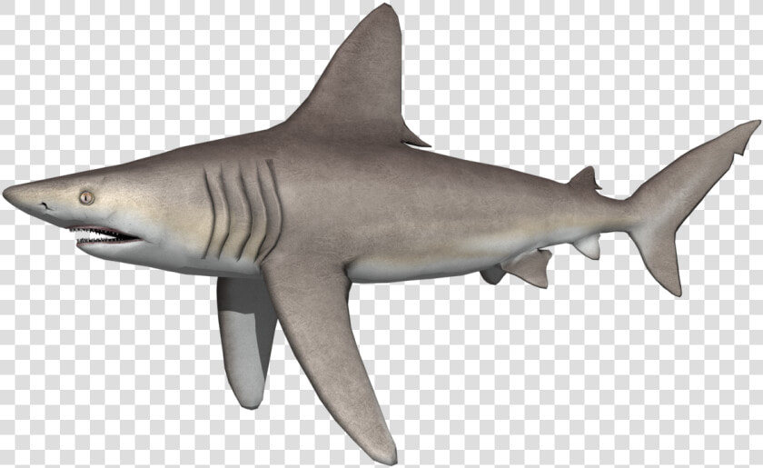 Transparent Mako Shark Png   Tiger Shark  Png DownloadTransparent PNG