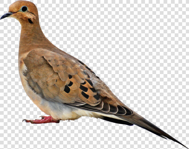Mourning Dove Transparent  HD Png DownloadTransparent PNG