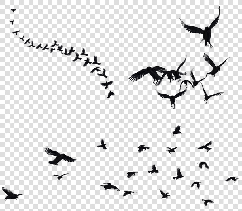 Crows In Flight Stock   Crows Png  Transparent PngTransparent PNG