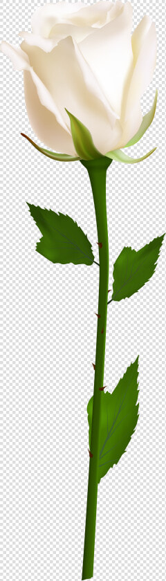 Orange Roses  Purple Roses  White Roses  Lavender Roses    Transparent Background White Rose Png  Png DownloadTransparent PNG