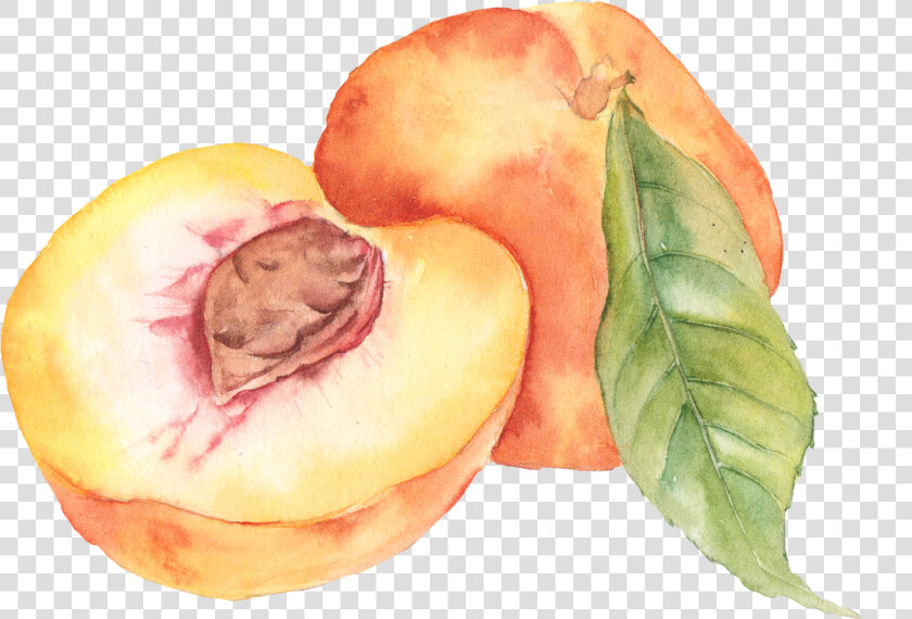 Peaches Png  Transparent PngTransparent PNG