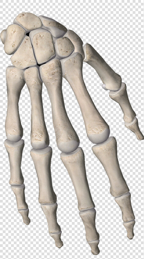  bone  bones  phalanges  fingers  hand  hands  skeleton   Bone  HD Png DownloadTransparent PNG