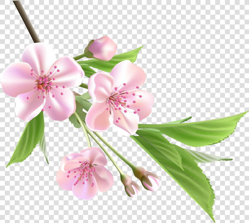 Spring Branch With Pink Tree Flowers Png Clipart   Transparent Spring Flowers Png  Png DownloadTransparent PNG