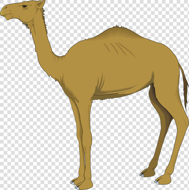 Dromedary Computer Icons Clip Art   Clipart Of Camel  HD Png DownloadTransparent PNG