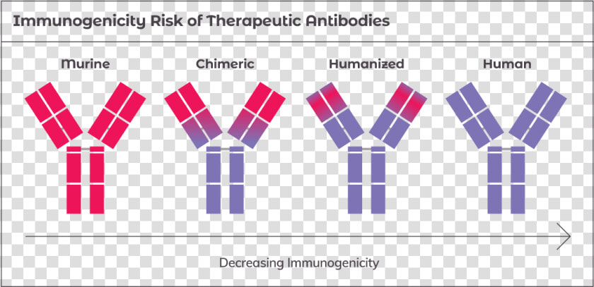 Structural Organization Of The Main Human Immunoglobulin  HD Png DownloadTransparent PNG