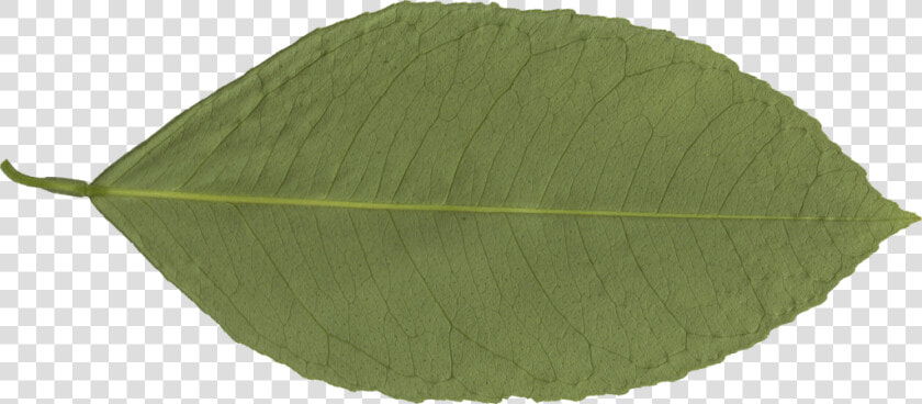 Transparent Leaf Png   Canoe Birch  Png DownloadTransparent PNG