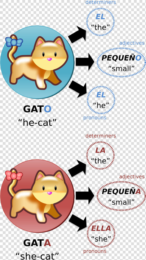 Grammatical Gender  HD Png DownloadTransparent PNG