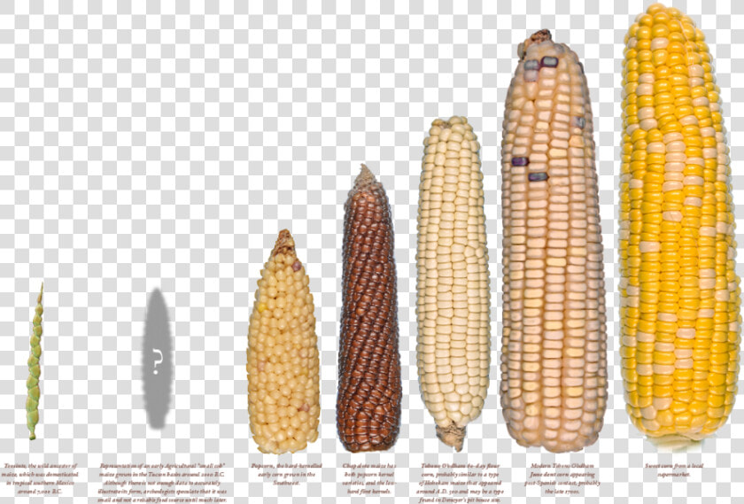 Seleccion Artificial Del Maiz  HD Png DownloadTransparent PNG