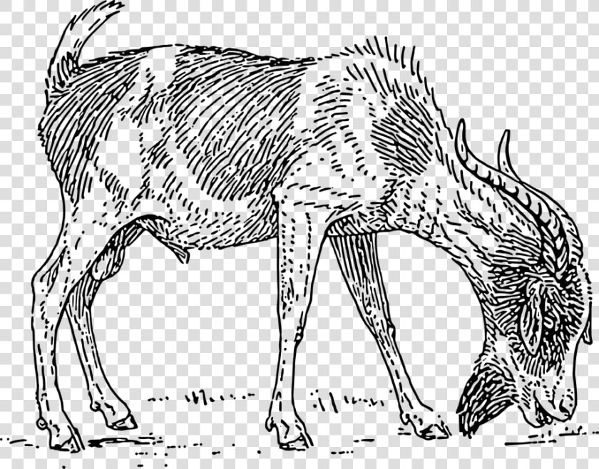 Goat  Horns  Beard  Bearded  Grazing   Goat Drawing Eating Grass  HD Png DownloadTransparent PNG