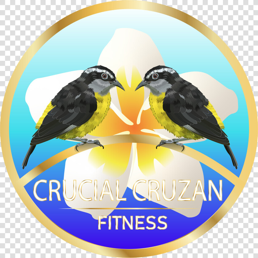 Illustration Design By Gabriel Nunes For Herbalife   Illustration  HD Png DownloadTransparent PNG