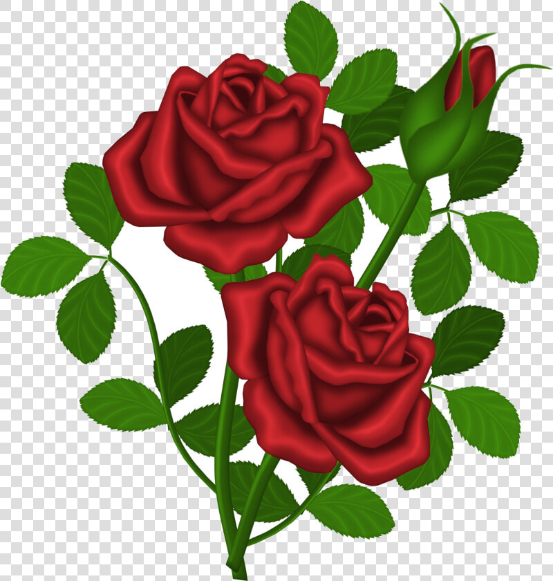 Rose Red Roses Picture Clipart Gallery High quality   Rose Plant Clipart  HD Png DownloadTransparent PNG