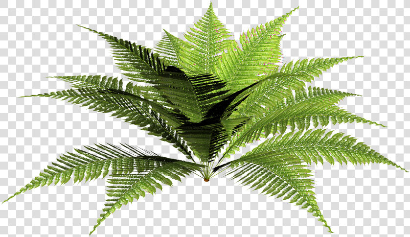 Hd Tropical Png Forest   Forest Plants Png  Transparent PngTransparent PNG