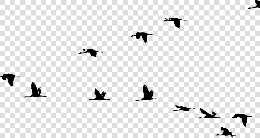 Crane Bird Flight Clip Art Vector Graphics   Birds Flying Silhouette  HD Png DownloadTransparent PNG