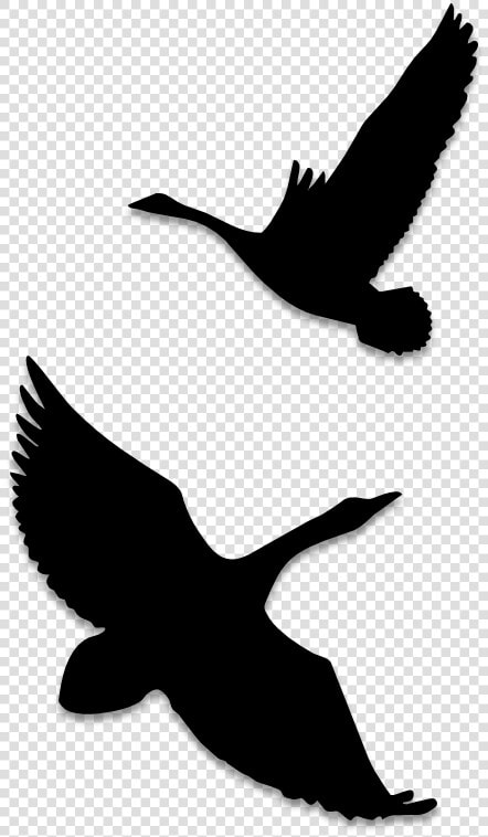 Birds Silhouettes Art  amp  Islamic Graphics   Seabird  HD Png DownloadTransparent PNG