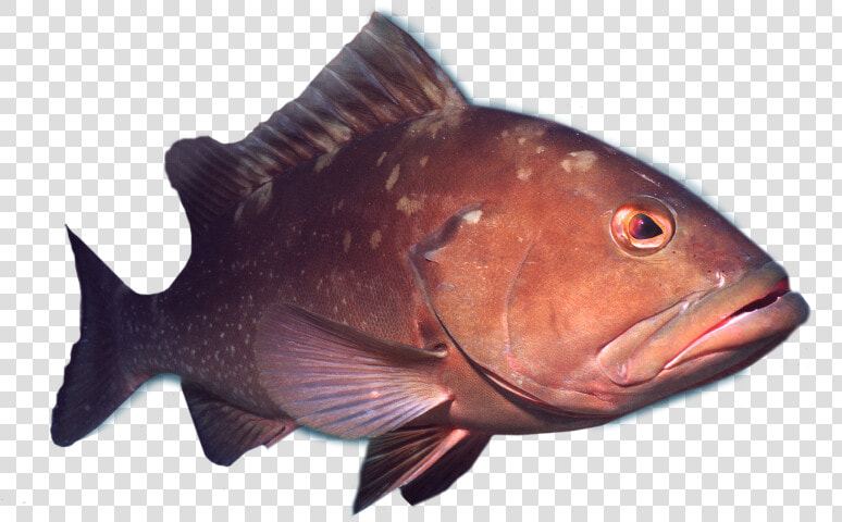 Transparent Fish Png Transparent   Deep Sea Fish Png  Png DownloadTransparent PNG