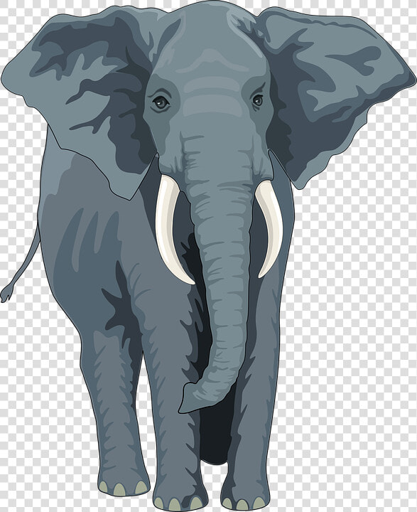 Elephant  Animal  Trunk  Tusks  Wild  Nature  Wildlife   Elephant Front View Clipart  HD Png DownloadTransparent PNG