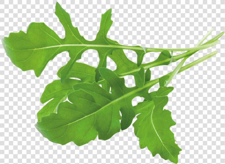 Arugula Plant  HD Png DownloadTransparent PNG