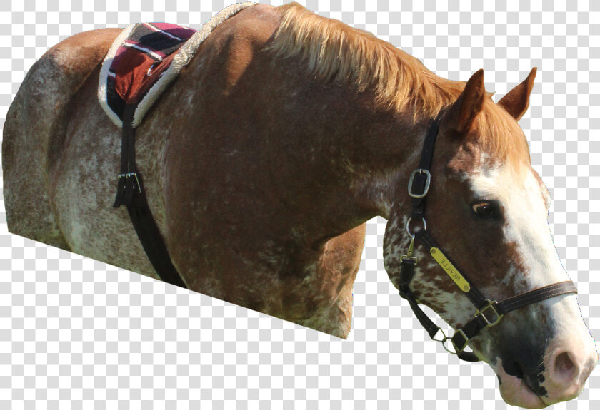 Sorrel  HD Png DownloadTransparent PNG