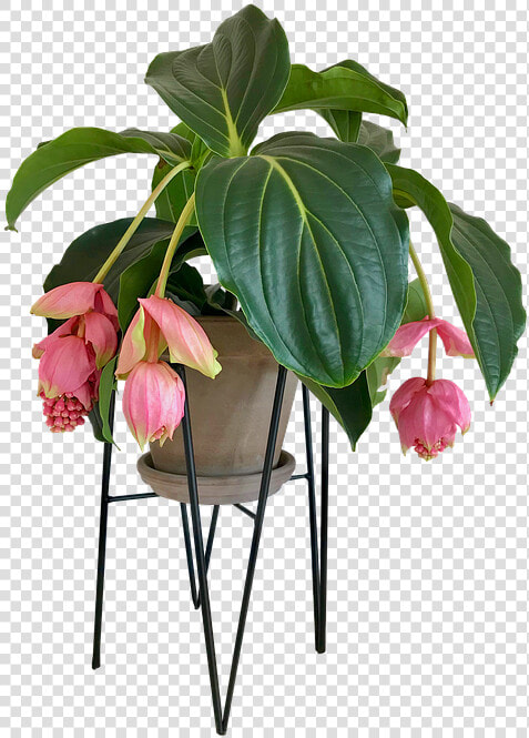 Medinilla  Flower  House Plant  Stueblomst   Flower Indoor Plant Png  Transparent PngTransparent PNG