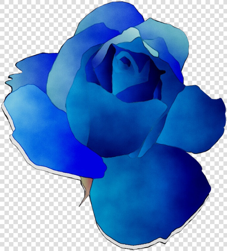 Blue Rose Garden Roses Cut Flowers  HD Png DownloadTransparent PNG