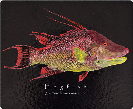 Red Snapper  HD Png DownloadTransparent PNG