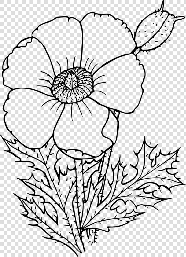 Wildflower In Black And White   Poppy Drawing Png  Transparent PngTransparent PNG