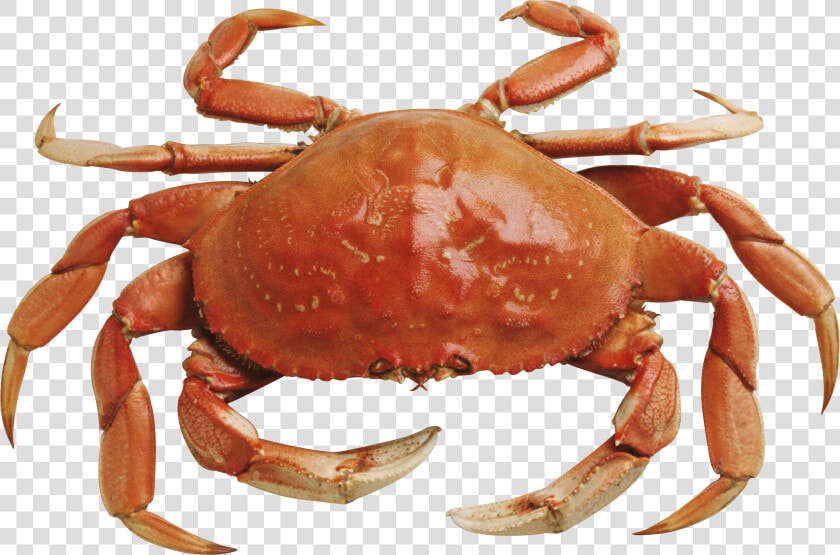 Christmas Island Red Crab   Crab Png  Transparent PngTransparent PNG