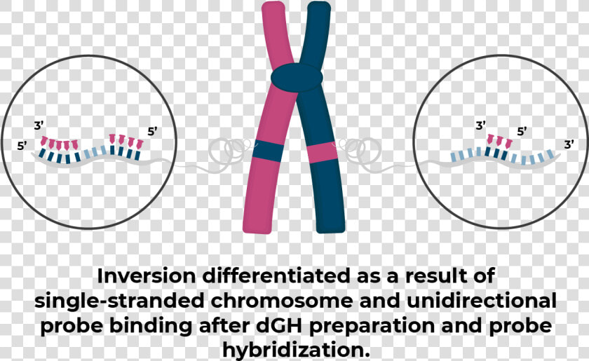 Inversion With Dgh   Circle  HD Png DownloadTransparent PNG