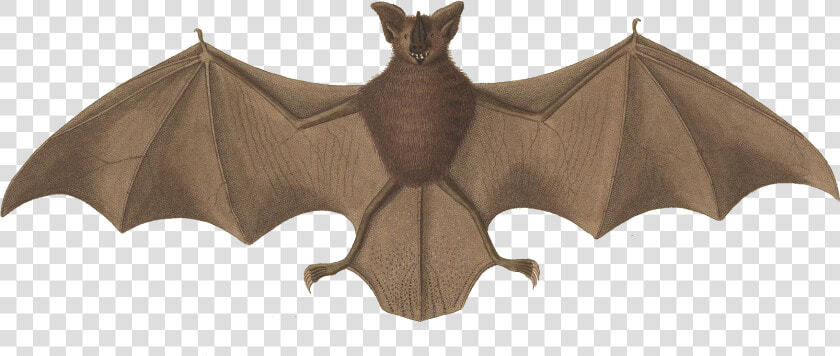 Macrophyllum Macrophyllum   Long Legged Bat  HD Png DownloadTransparent PNG