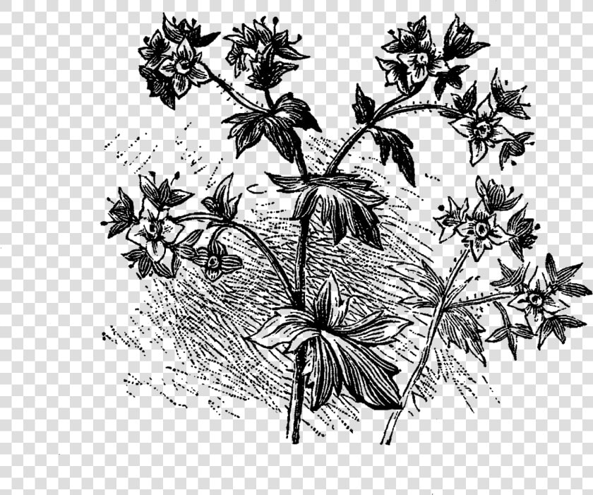 Flower Wildflower Image Digital Download   Flower Illustration Black Png  Transparent PngTransparent PNG