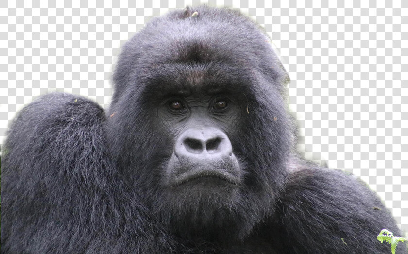 Gorilla Png Image   Portable Network Graphics  Transparent PngTransparent PNG