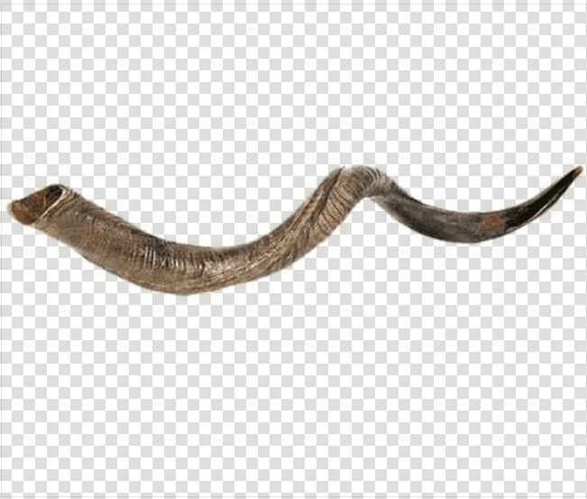 Large Yemenite Shofar   Png Download   Shofar Long  Transparent PngTransparent PNG