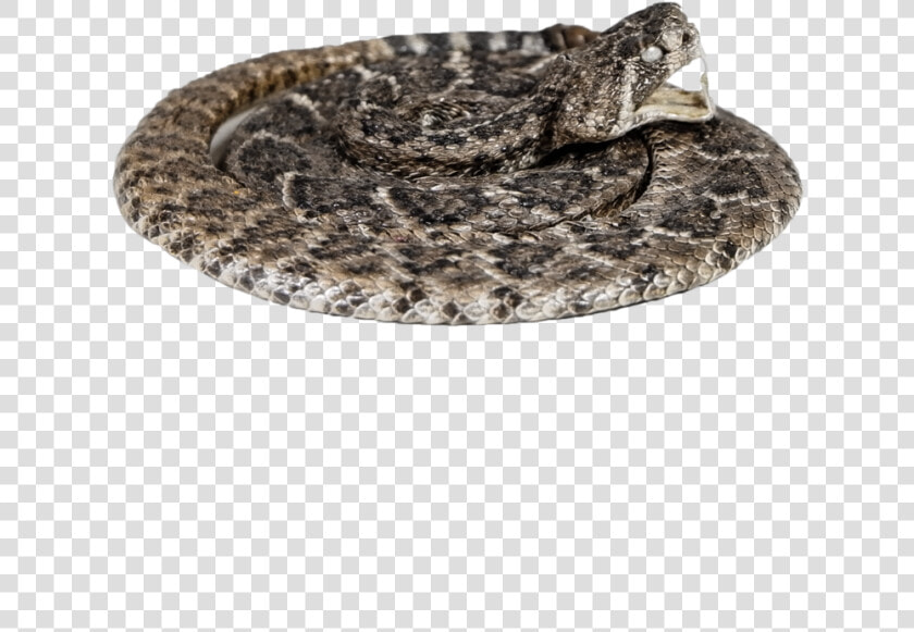 Serpent  HD Png DownloadTransparent PNG