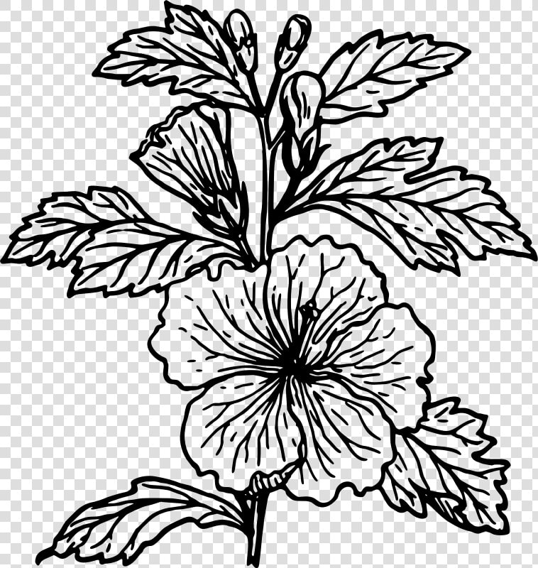 Hibiscus   Hibiscus Plant Simple Drawing  HD Png DownloadTransparent PNG
