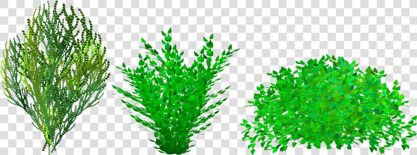 Green Bush Cliparts   Bush Clip Art  HD Png DownloadTransparent PNG