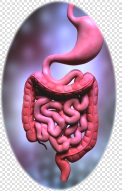 Mothernature Intestines   Digestive System Organs Colours  HD Png DownloadTransparent PNG