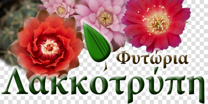 Cyprus Cactus   Common Peony  HD Png DownloadTransparent PNG